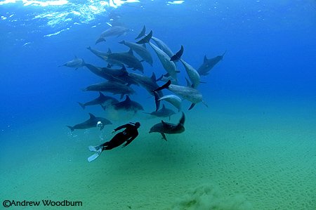 dolphin encounter with dolphin pod C Andrew Woodburn